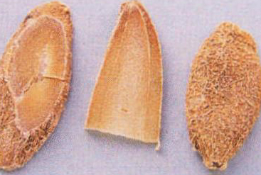 郁金
